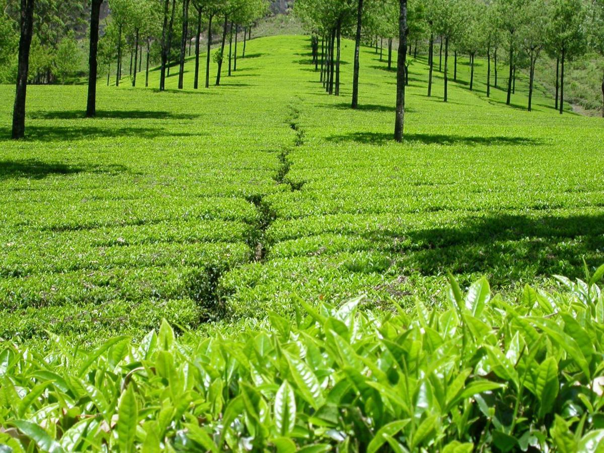 Appartement Mistica Munnar à Anachal Extérieur photo