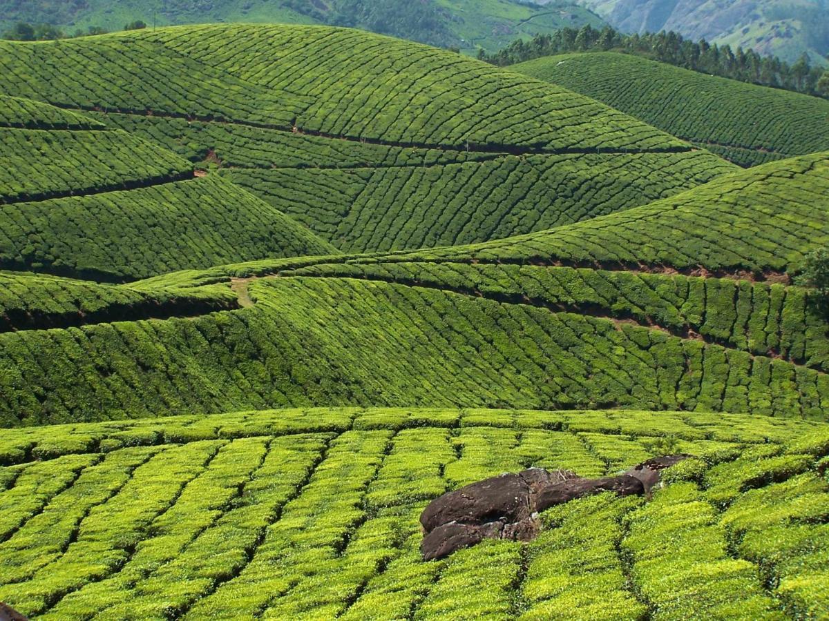 Appartement Mistica Munnar à Anachal Extérieur photo